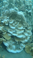 Montipora capitata
