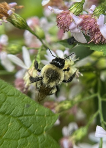 Common Eastern Bumble Bee