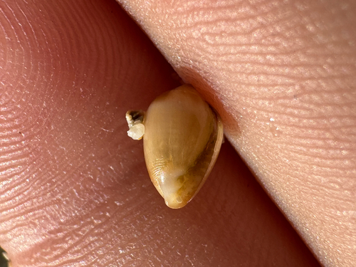 Melampus observed 2026-10-11