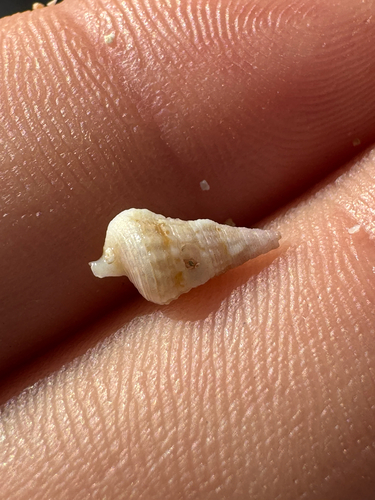 Cerithium zebrum observed 2026-10-11