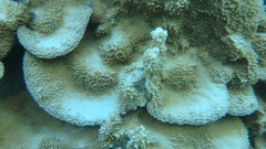 Montipora capitata