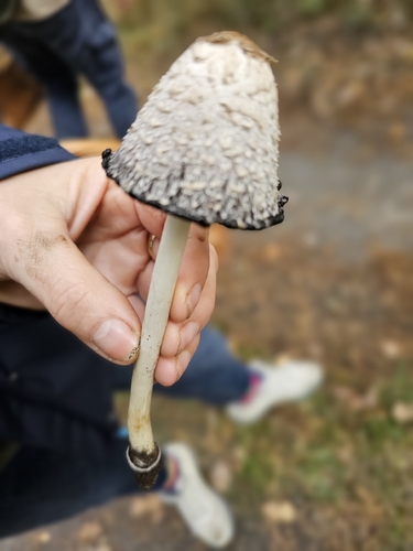 Shaggy Mane