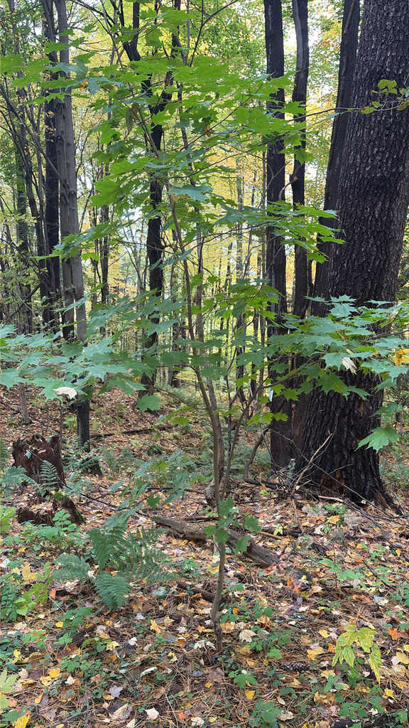A photograph from Oct 14, 2026 near Burlington, Shelburne & Lake Champlain, where the observer’s point is approximate.