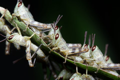 Caelifera