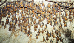 Mormoops blainvillei