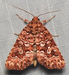 Callopistria granitosa