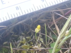 Cicendia quadrangularis