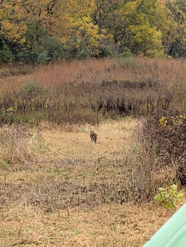 Coyote