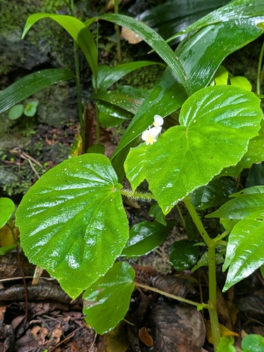 Begonia, 2026-10-05
