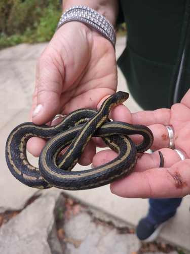 Common Garter Snake