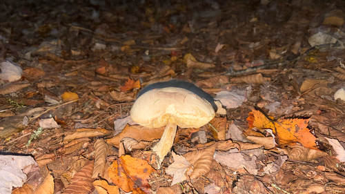 Ghost Bolete