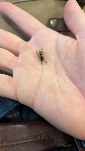 German Yellowjacket
