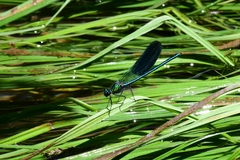 Calopteryx xanthostoma