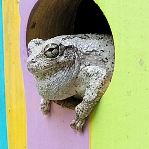 Cope's Gray Tree Frog