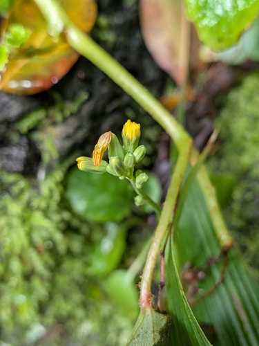 Youngia japonica observed 2026-10-05