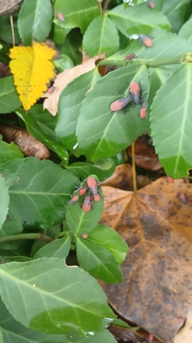 Red-shouldered Bug