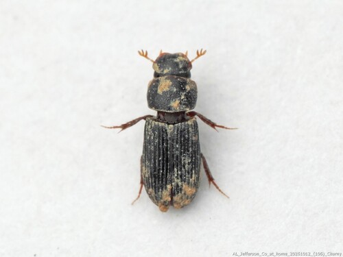 Ataenius