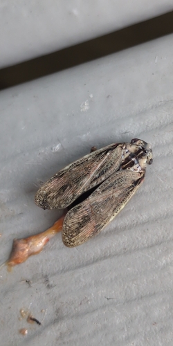 Striated Lanternfly