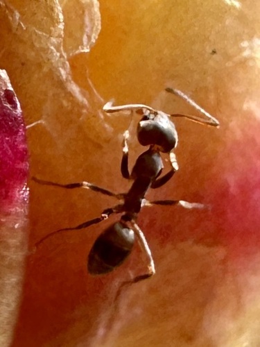 Argentine Ant