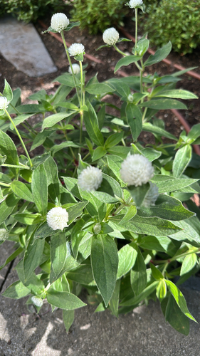 Gomphrena globosa observed 2026-10-14