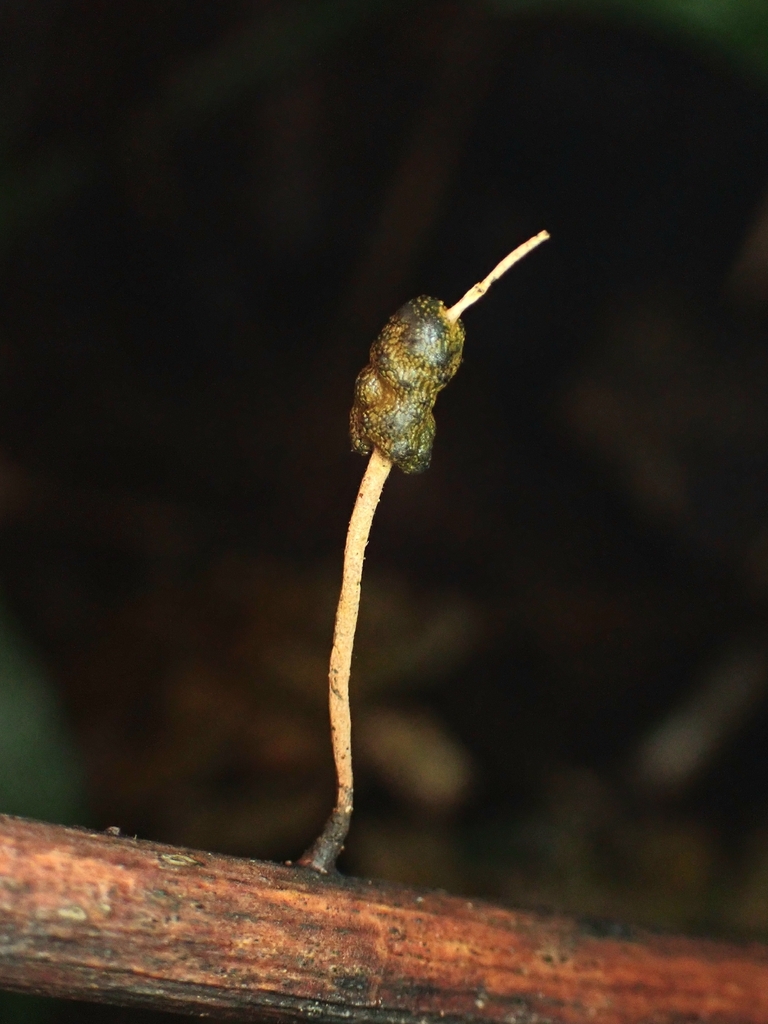 Xylaria axifera