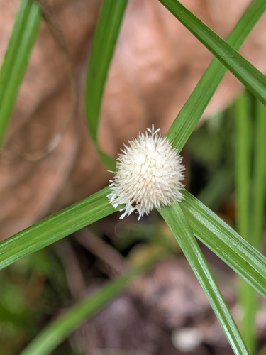 Cyperus mindorensis observed 2026-10-05