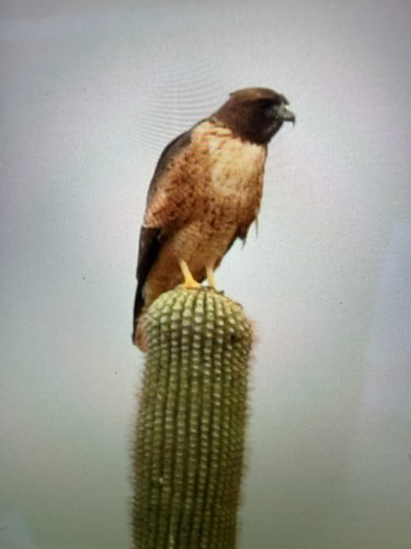 Red-tailed Hawk