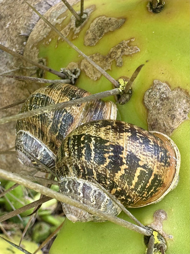 Garden Snail