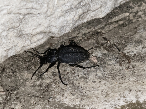 Leather Beetle