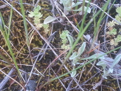 Alchemilla occidentalis