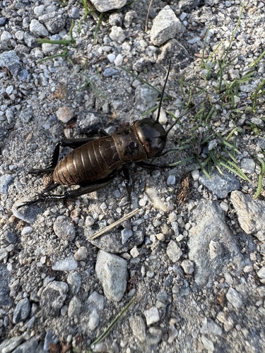 European Field Cricket