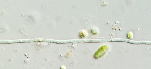 Phormidium observed 2026-09-19