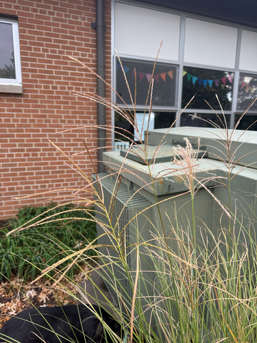 Chinese silver grass