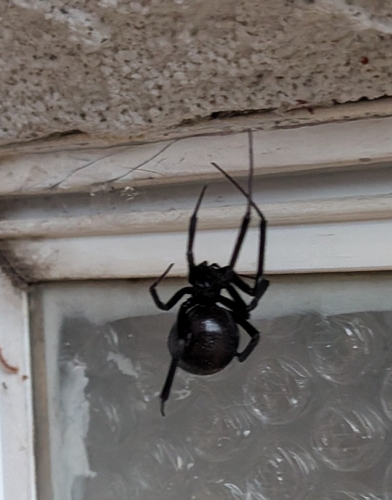 Western Black Widow