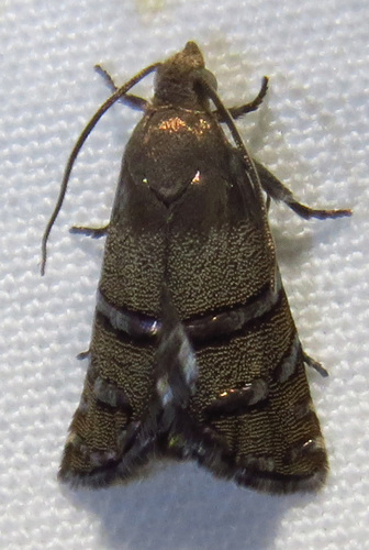 Longleaf Pine Seedworm Moth photo 5