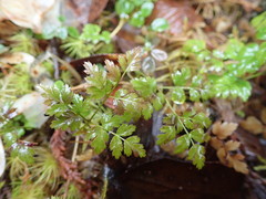 Coptis aspleniifolia
