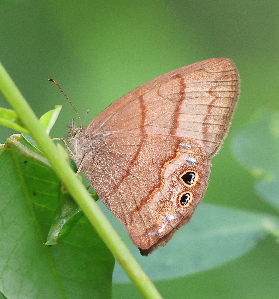 Cyllopsis suivalenoides
