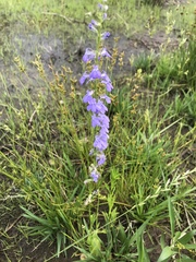 Lobelia gattingeri