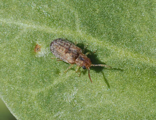 Monoxia
