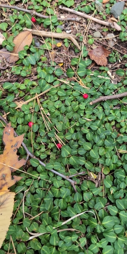 partridgeberry