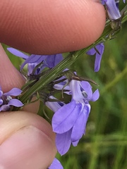 Lobelia gattingeri