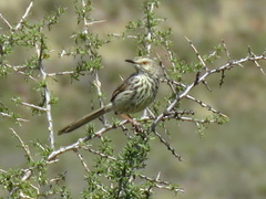 Prinia maculosa exultans