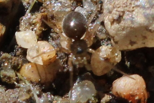 Erigone ephala · iNaturalist Mexico