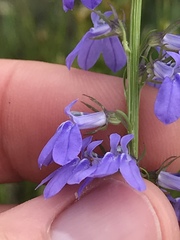 Lobelia gattingeri