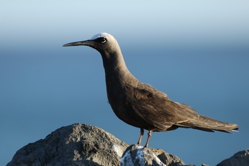Anous minutus, 2026-10-13