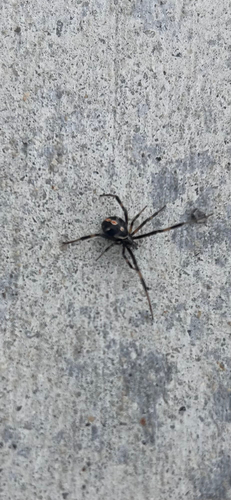 Western Black Widow