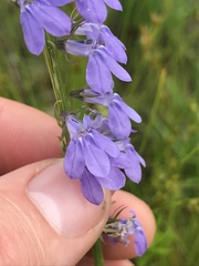 Lobelia gattingeri