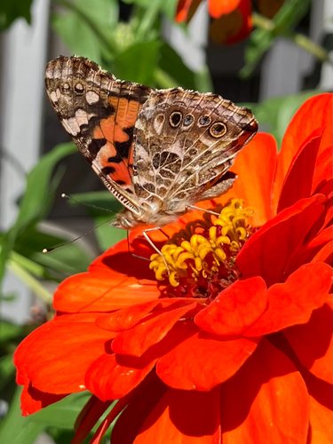 Painted Lady