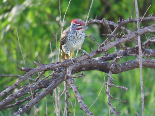 iNaturalist image