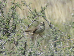 Prinia maculosa exultans